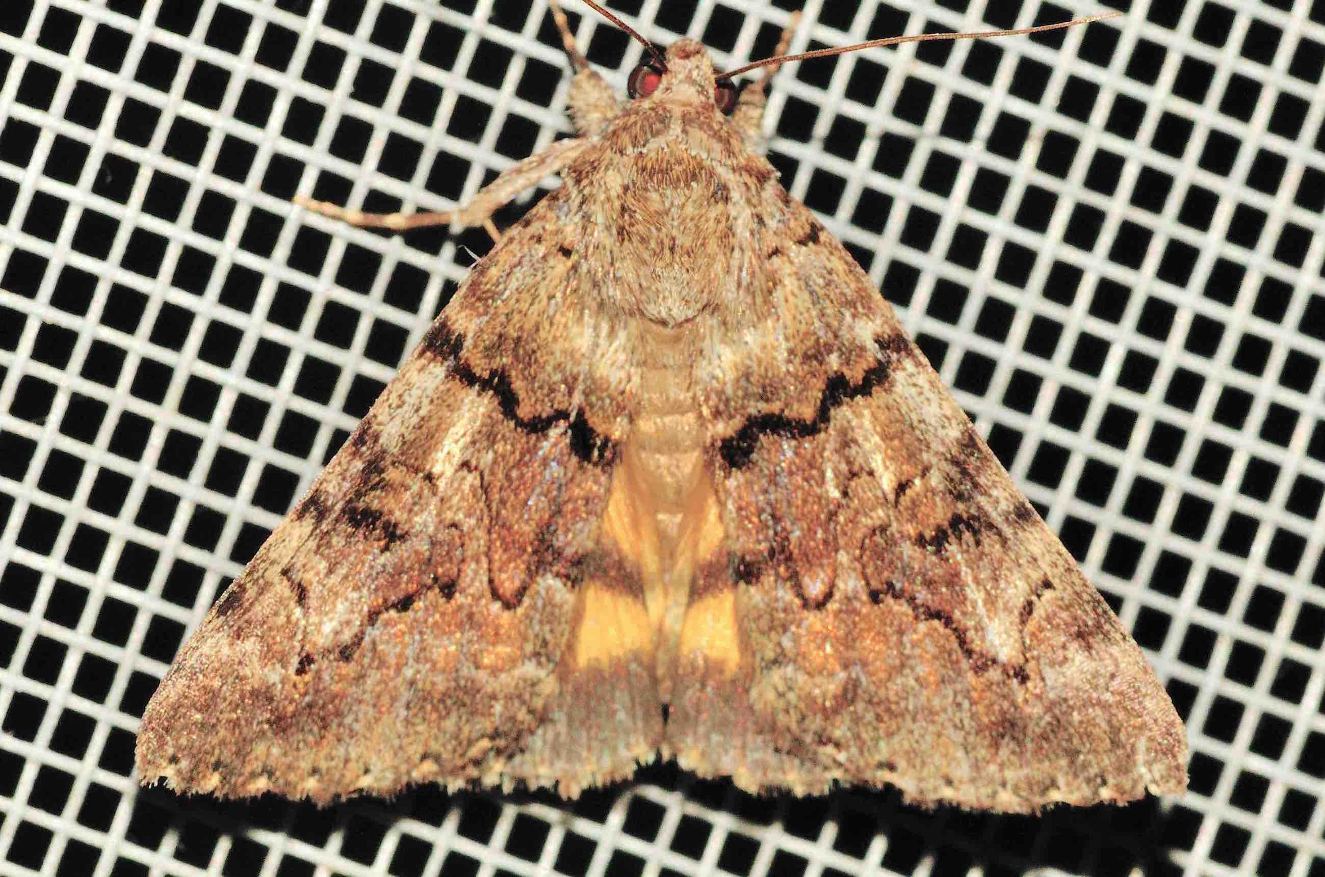 Lepidoptera dell''isola di Lefkada: Catocala eutychea